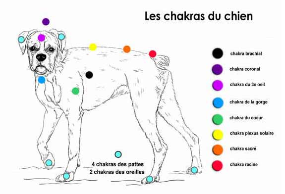 Dr Luc Bodin : La conscience animale Chakras-chiencouleur